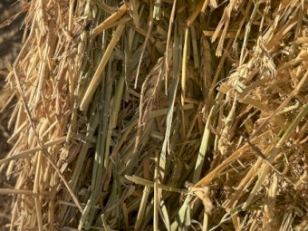 Wheaten Hay