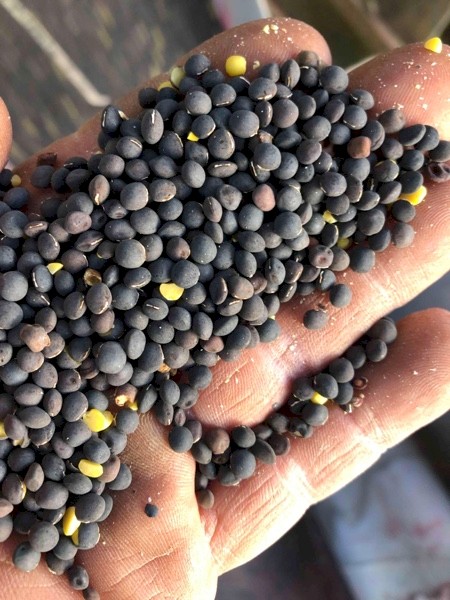 5.04/mt Popany Vetch For Sale In 4 Bulka Bags