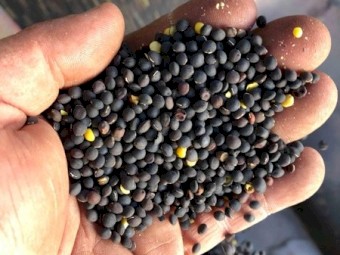 5.04/mt Popany Vetch For Sale In 4 Bulka Bags