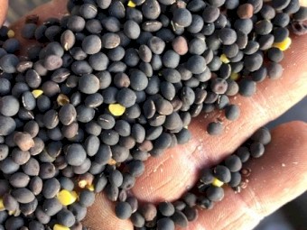 5.04/mt Popany Vetch For Sale In 4 Bulka Bags