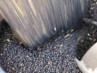 5.04/mt Popany Vetch For Sale In 4 Bulka Bags