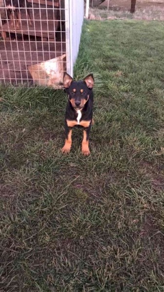 Kelpie Pups 2 Female