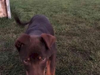 Kelpie Pups 2 Female