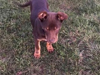 Kelpie Pups 2 Female