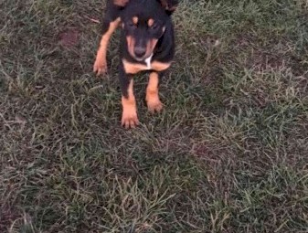 Kelpie Pups 2 Female