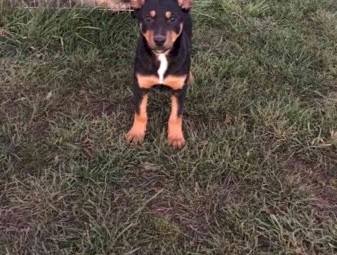 Kelpie Pups 2 Female