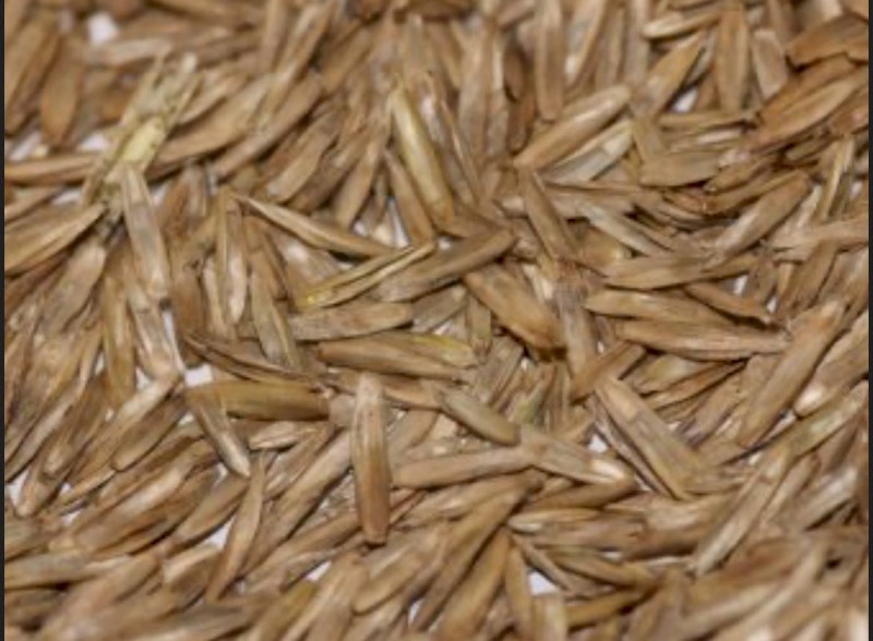 WANTED Wimmera Ryegrass Seed