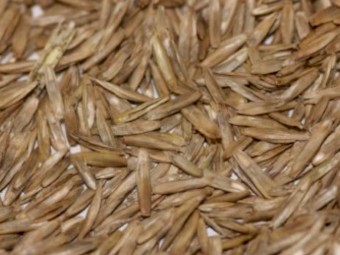 WANTED Wimmera Ryegrass Seed