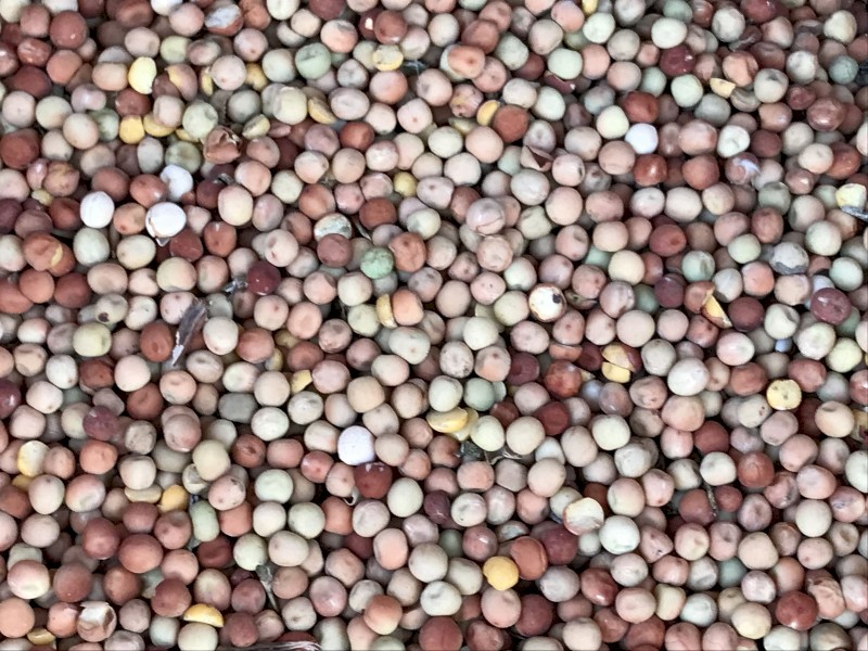 120mt Field Peas