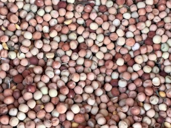 120mt Field Peas