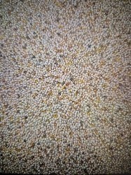 French White Millet in 20kgbags/ton/bulk