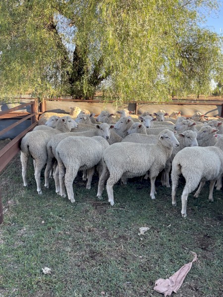 60 x Future Breeder First Cross Ewe Lambs