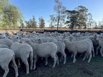 60 x Future Breeder First Cross Ewe Lambs