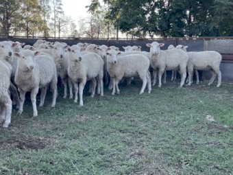 60 x Future Breeder First Cross Ewe Lambs