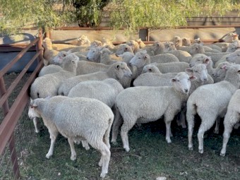 60 x Future Breeder First Cross Ewe Lambs