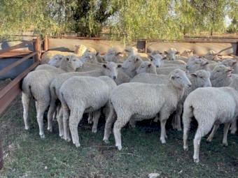 60 x Future Breeder First Cross Ewe Lambs