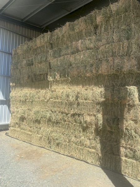 Lucerne small squares 