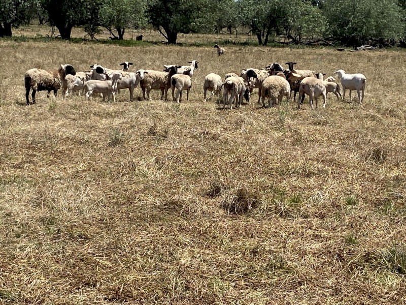 30 Dorper hoggets with lambs at foot. 