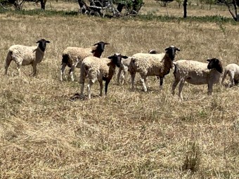 30 Dorper hoggets with lambs at foot. 