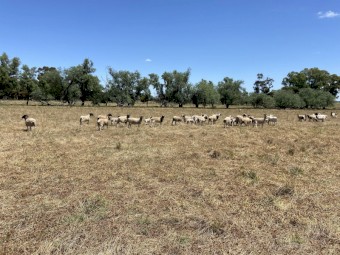 30 Dorper hoggets with lambs at foot. 