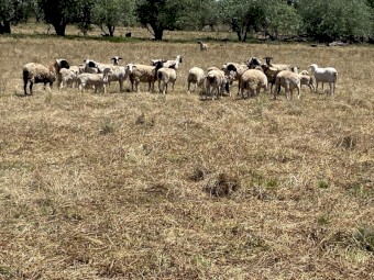30 Dorper hoggets with lambs at foot. 