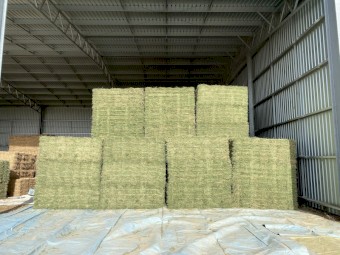 Lucerne Small Squares