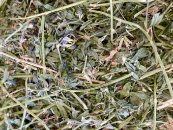 Lucerne Small Squares