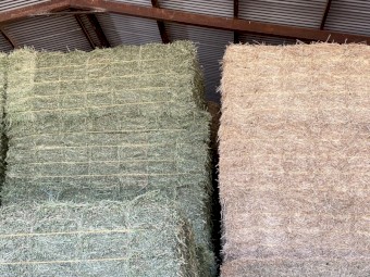 Lucerne Small Squares