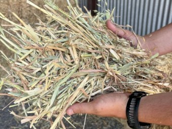 Oaten Small Square Bales