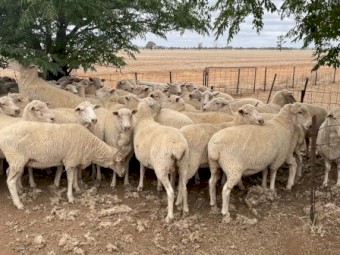 70 x 1st cross ewes