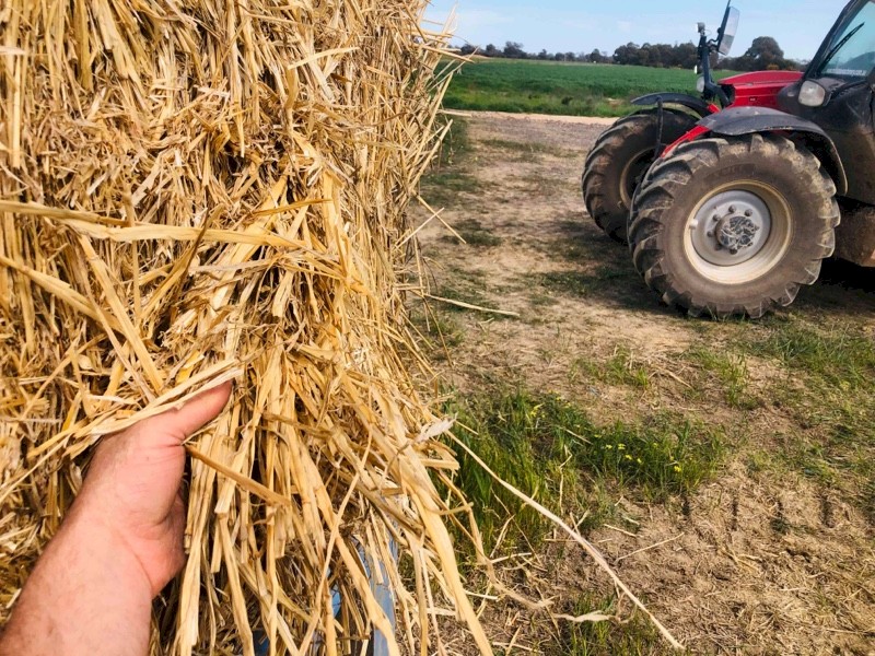Wheaten Straw (Make an Offer)