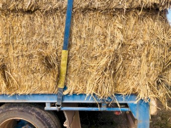 Wheaten Straw (Make an Offer)