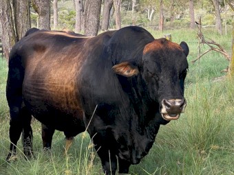 Brangus Bull