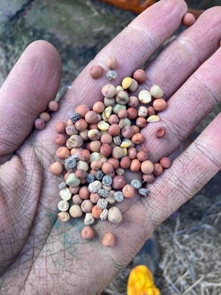 100mt Legume screenings