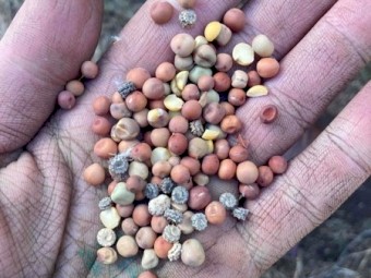 100mt Legume screenings