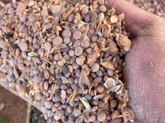 100mt Legume screenings