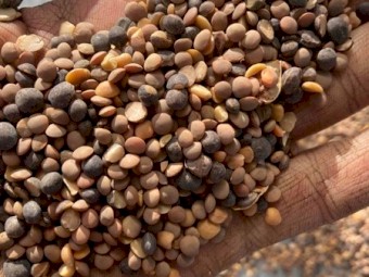 100mt Legume screenings