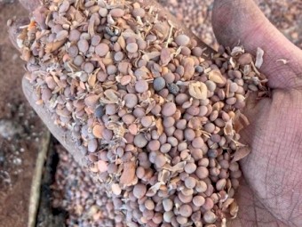 100mt Legume screenings