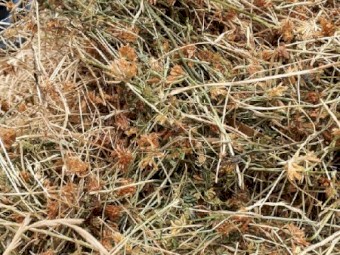 250mt Clover, Rye Grass and Lucerne Hay 8x4x3 Bales