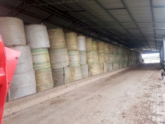 150 Local Pasture 5x4 rounds