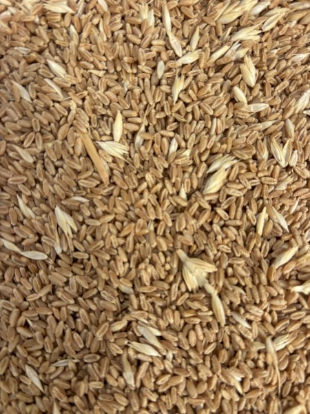 High protein, high screenings wheat