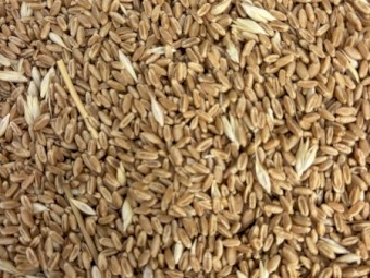 High protein, high screenings wheat