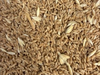 High protein, high screenings wheat