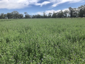 3rd cut Lucerne Hay