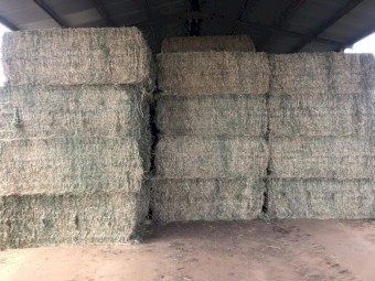 3rd cut Lucerne Hay