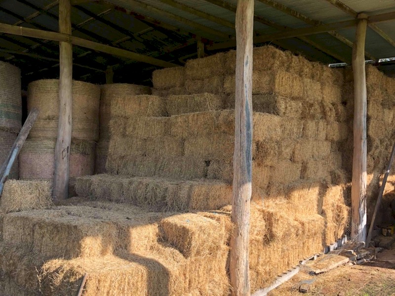 Lucerne Hay bales for sale