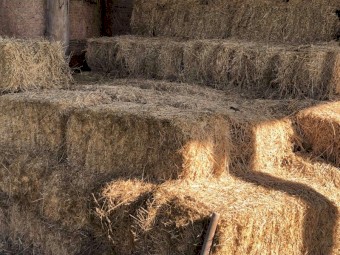 Lucerne Hay bales for sale