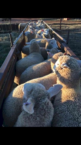130 Future Breeder Ewe Lambs
