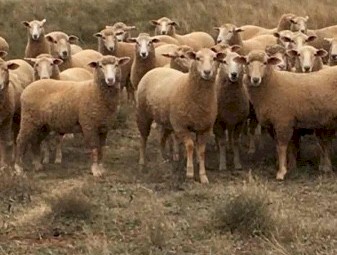 130 Future Breeder Ewe Lambs