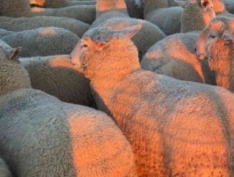 130 Future Breeder Ewe Lambs